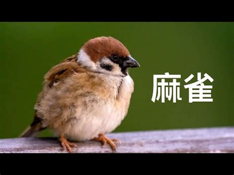 自來鳥麻雀|麻雀在牆縫裡做窩可以趕走嗎,家裡的麻雀怎麼趕走到處做窩呢